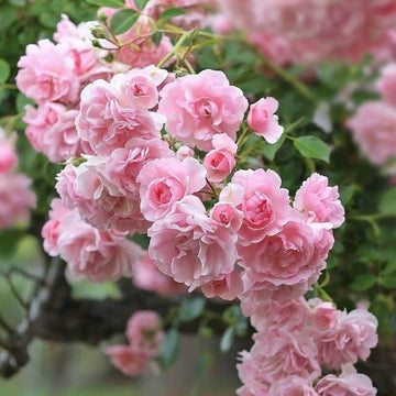 Pink Rose Seeds – Flower Plant