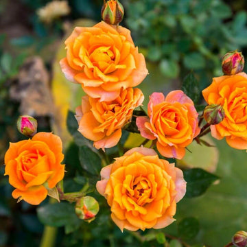 Gold Rose Rose Seeds – Flower Plant