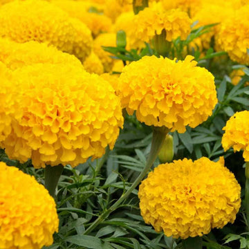 Bright Marigold Seeds – Flower Plant
