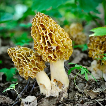 Gourmet Morel Mushroom Spawn Seeds – Vegetable Plant