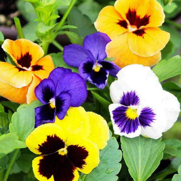 Schweizer Riesen Mix Pansy Seeds – Flower Plant