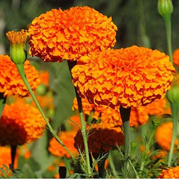 Vibrant Landscape Marigold Seeds – Flower Plant
