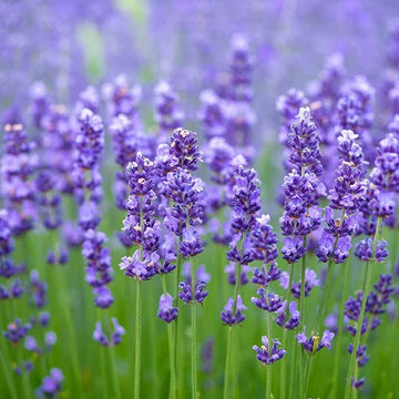 Lavender Mint Seeds - Herbal Plant