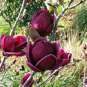 Yulan Tulip Magnolia Seeds – Flower Plant