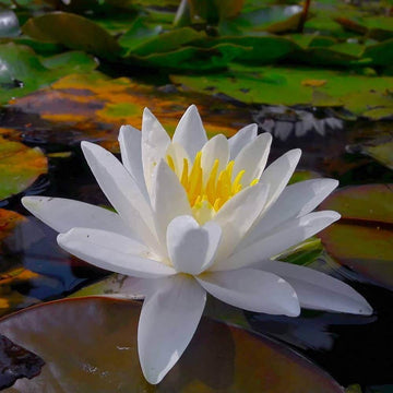 Asiatic White Lotus Seeds – Flower Plant