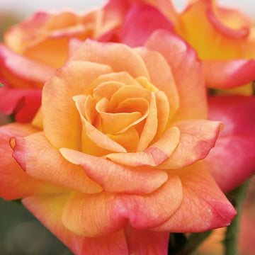 Joseph's Coat Rose Seeds - Flower Plant