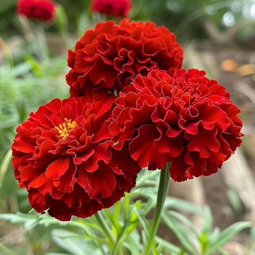Red Crimson Marigold Seeds – Flower Plant