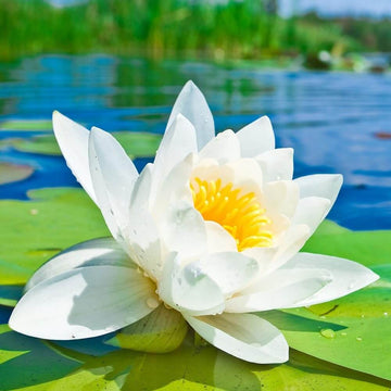 Water Lily Lotus Seeds – Flower Plant