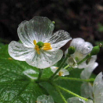 Exquisite Shade Skeleton  Seeds – Flower Plant