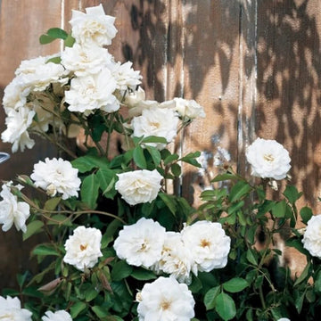 White Fairy Rose Seeds – Flower Plant