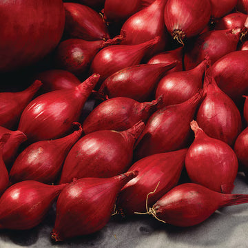 Red Torpedo Onion Seeds – Vegetable Plant