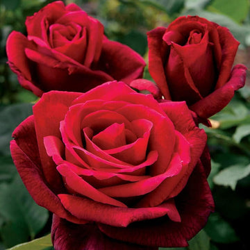 Red Rose Seeds – Flower Plant