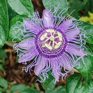 Purple Passion Passiflora Incarnata Seeds – Flower Plant
