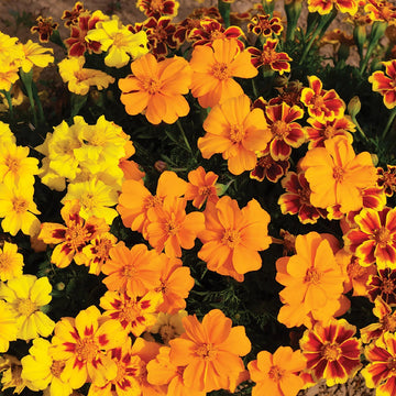 French Disco Mix Marigold Seeds – Flower Plant