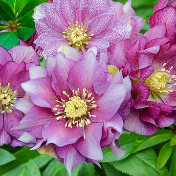 Helleborus Orientalis Lenten Rose Seeds –  Flower Plant