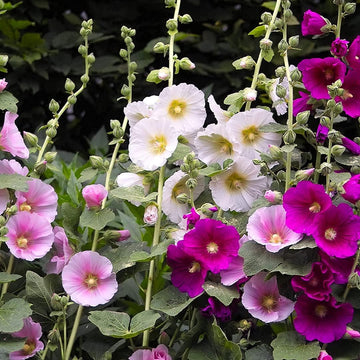 Indian Spring Hollyhock Seeds –  Flower Plant