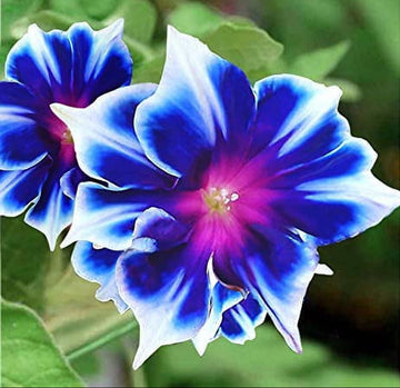 Blue & White Morning Glory Seeds – Flower Plant