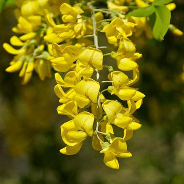 Laburnum Anagyroides Seeds – Golden Chain