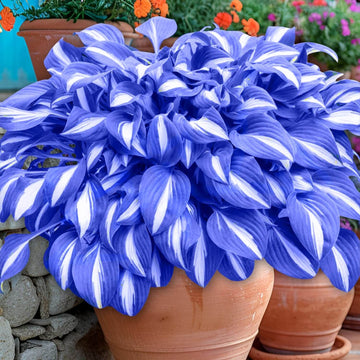 Hosta Seeds – Blue and White