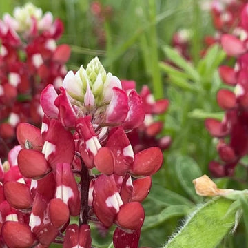 Red & White Lupine Seeds –  Flower Plant