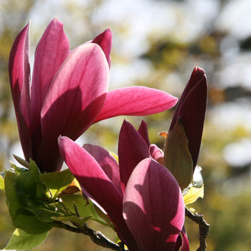 Liliiflora Magnolia Seeds – Flower Plant