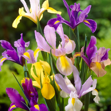 Dutch Iris Seeds – Flower Plant