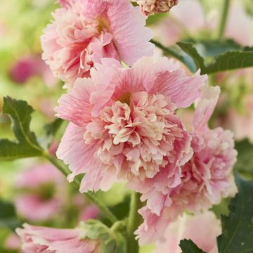 Carnival Pink Hollyhock Seeds – Flower Plant