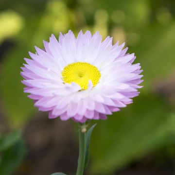 Drought Tolerant Paper Daisy Seeds – Flower Plant