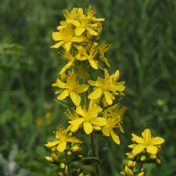 Hairy St. John’s Wort Seeds – Flower Plant