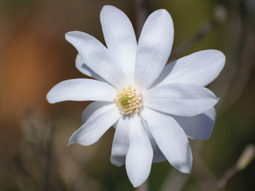 Star Magnolia Seeds – Flower Plant