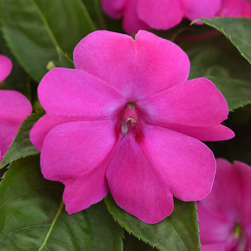 Impatiens Seeds -  Flower Plant