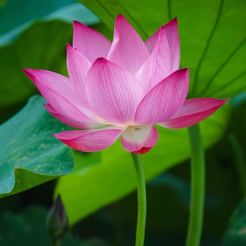 Bonsai Lotus Seeds –  Flower Plant