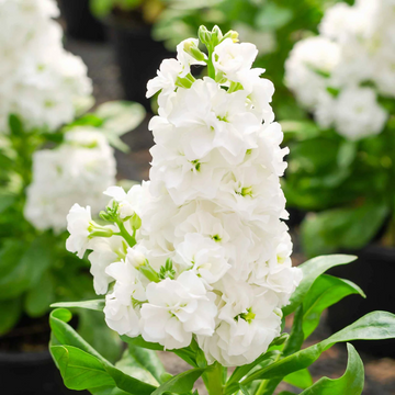 White Stock Seeds – Flower Plant