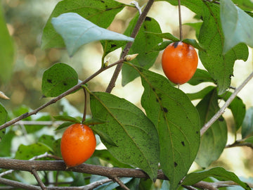 Diamond-Leaf Persimmon Seeds - Fruit Plant