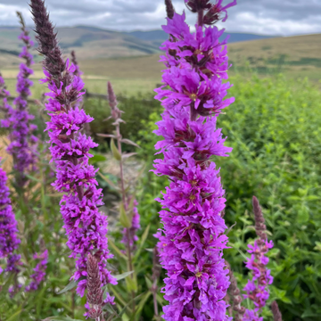 Purple Loosestrife Seeds - Flower Plant