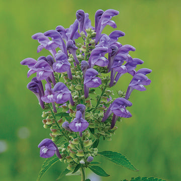 Blue Skullcap Scutellaria Incana Seeds – Flower Plant