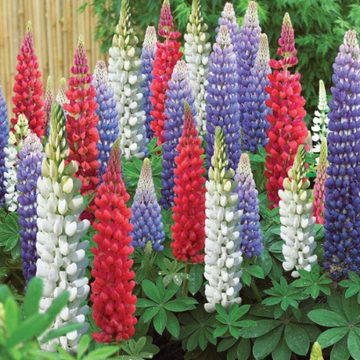 Mixed Colors Lupine Seeds –  Flower Plant