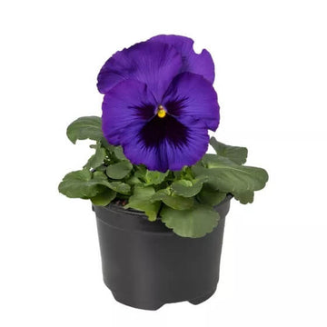 Delta Pre Deep Blue Pansy Seeds – Flower Plant