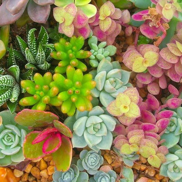 Mixed Perennial Star Sedum Seeds – Flower Plant