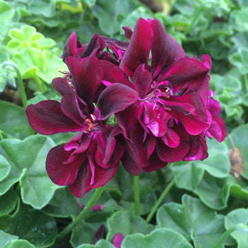 Dark Burgundy Geranium Seeds – Flower Plant