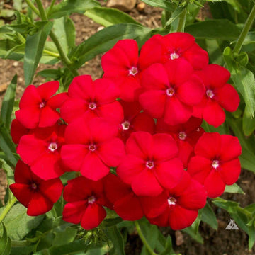 Red Phlox Seeds - Flower Plant