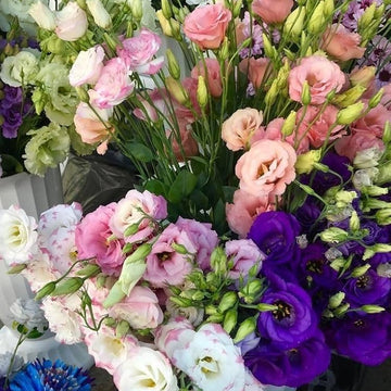 Elegant Lisianthus Seeds – Flower Plant