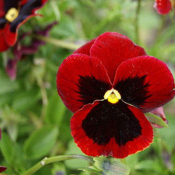 Alpenglow Pansy Viola Seeds – Flower Plant