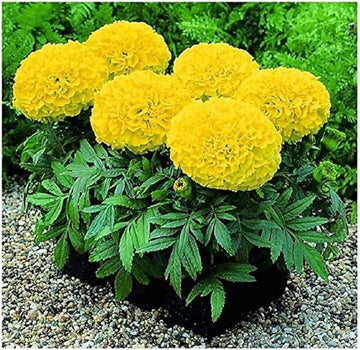 Lemon Yellow Marigold Seeds – Flower Plant