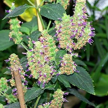 Java Indian Patchouli Seeds – Herbal Plant