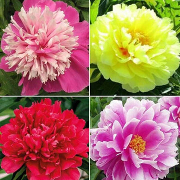 Mixed Colors Peony Seeds – Flower Plant