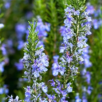 Aromatic Rosemary Seeds – Herbal Plant