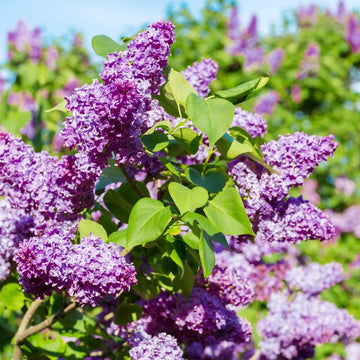 Japanese Tree Purple Lilac Seeds – Flower Plant