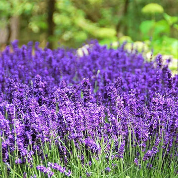Lavender Seeds - Herbal Plant For Home Gardens