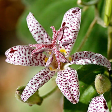 Perennial Japanese Toad Lily Seeds – Flower Plant